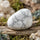 Natural vs Dyed Howlite - What Every Buyer Needs to Know